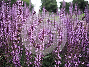 Purple flower stems, Salvia Serenade