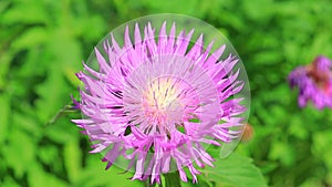 A purple flower of Stokes aster Stokesia laevis close-up.