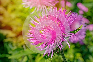 A purple flower of Stokes aster Stokesia laevis close-up