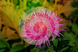 A purple flower of Stokes aster Stokesia laevis close-up