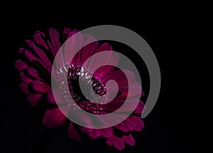 A purple flower,subtlety lit, against a black background