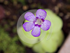purple flower succulent plant Pinguicula moranensis ,Tina, grandiflora ,Mexican Butterworts Carnivorous