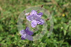 Purple flower in the summer