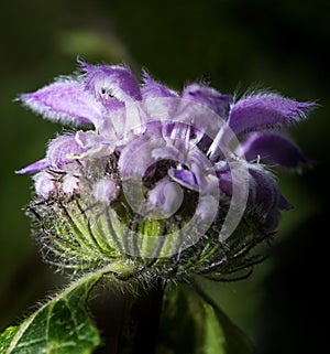 Purple flower in the sun Blephilia ciliata
