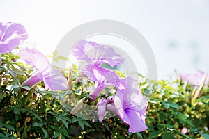 Purple flower with sunlight