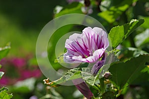 Purple flower in the sunshine