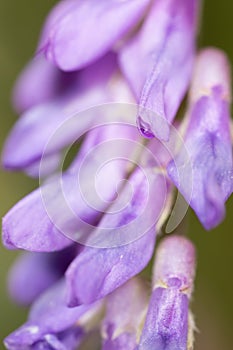 Purple flower. super macro
