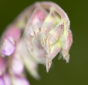 Purple flower. super macro