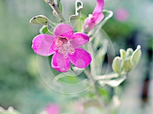 Purple flower Texas sage Leucophyllum frutescens ,Eremophila nivea silky ,Figworts in garden with soft selective focus for pretty