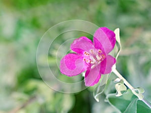 Purple flower Texas sage Leucophyllum frutescens ,Eremophila nivea silky ,Figworts in garden with soft selective focus for pretty