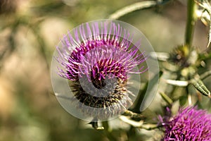 Purple flower of thistle - Monte Baldo Italy