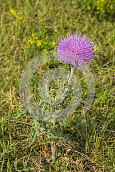 Purple flower on thistle plant