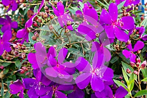 Purple flower or Tibouchina granulosa in garden photo
