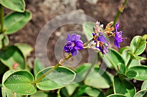 The purple flower of Tibouchina granulosa photo