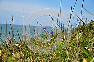 Tibouchina granulosa with purple flower on the hillside photo