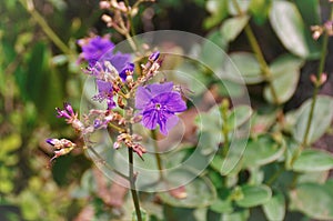 The purple flower of Tibouchina granulosa in the woods photo