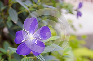 Purple Flower Tibouchina in green garden