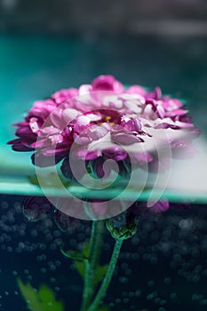 purple flower in transparent water