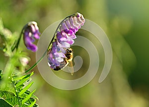 Purple flower Tufted Vetch  Vicia cracca  with bee close up.