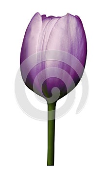 Purple flower tulip on white isolated background with clipping path. Close-up. Shot of violet Colored.