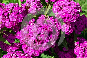 Purple flower with umbrella inflorescence and rich aroma - perennial Turkish carnation