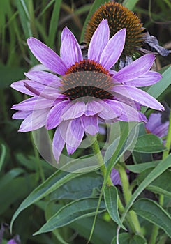 Purple flower with an unusual heart