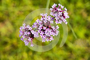 Purple flower, Verbena bonariensis photo
