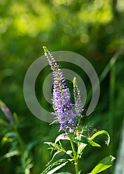 Purple flower of Veronica longifolia