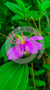 A purple flower.It is very nice to see