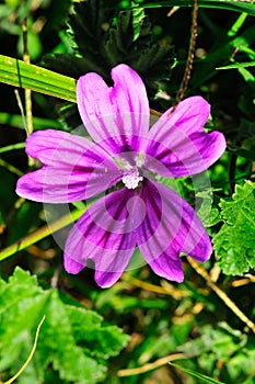 Purple flower on vine, France
