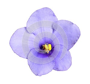 Purple flower of violet plant isolated on white