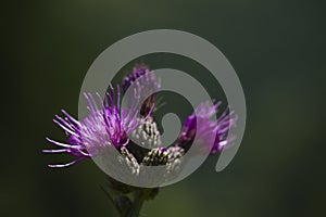Purple flower, Vosges, France photo