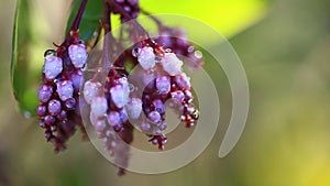 Purple flower with water drops