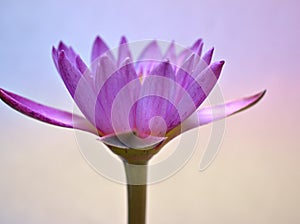 Purple flower ,water lily ,violet lotus on pastel backgroundwith soft focus and blurred background ,macro image ,sweet color flora