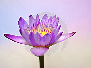Purple flower ,water lily ,violet lotus on pastel backgroundwith soft focus and blurred background ,macro image ,sweet color flora
