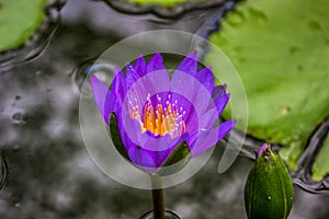 Purple flower of waterlilly blooming