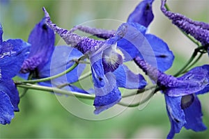 Purple flower which resembles the Harry Potter sorting hat.