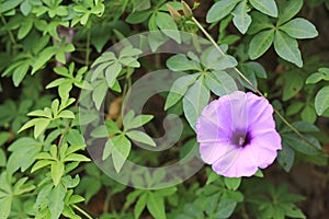 Purple flower which Thai people calls craker plant known as weed and herb