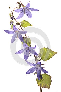 Purple Flower on White Background