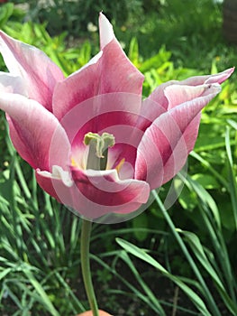 Púrpura flor tulipán 