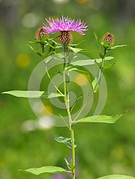 Púrpura flor de una peluca 