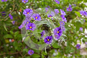 Purple flower with yellow stamen in the garden, Solanum rantonnetii in the Solanaceae family.