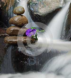 Purple flower on Zen rock formation with flowing water around it