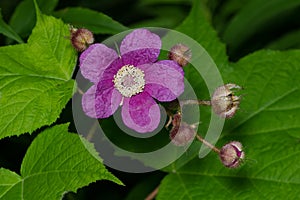 Purple-flowered Raspberry - Rubus odoratus
