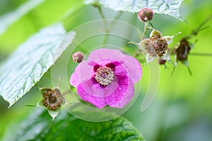 Purple-flowered raspberry, Rubus odoratus, close-up flowers and leaves