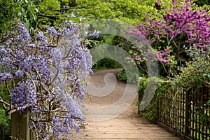 Purple flowered wisteria climbing over a bridge at RHS Wisley, flagship garden of the Royal Horticultural Society, Surrey, UK