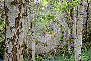 Purple flowered wisteria at RHS Wisley, flagship garden of the Royal Horticultural Society, Surrey, UK