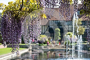 Purple flowered wisteria at RHS Wisley, flagship garden of the Royal Horticultural Society, in Surrey UK.