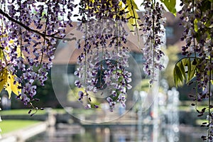 Purple flowered wisteria at RHS Wisley, flagship garden of the Royal Horticultural Society, in Surrey UK.