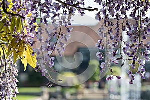 Purple flowered wisteria at RHS Wisley, flagship garden of the Royal Horticultural Society, in Surrey UK.